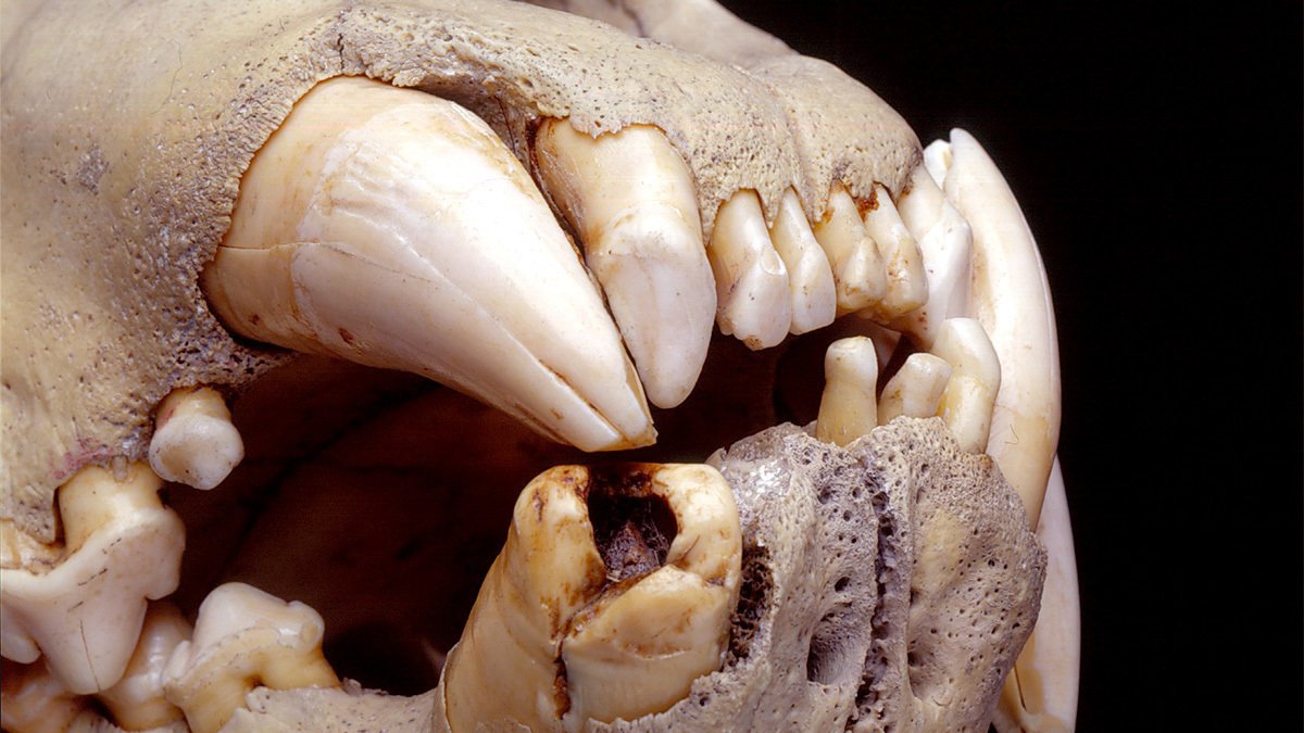 El análisis del ADN de los pelos acumulados en las cavidades de los dientes de dos ejemplares de leones de Kenia.