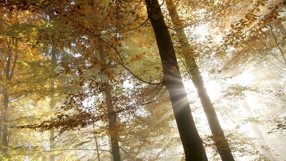 Los rayos de sol entre las ramas de los árboles en el bosque de Uetliberg, cercano a Zurich (Suiza). 