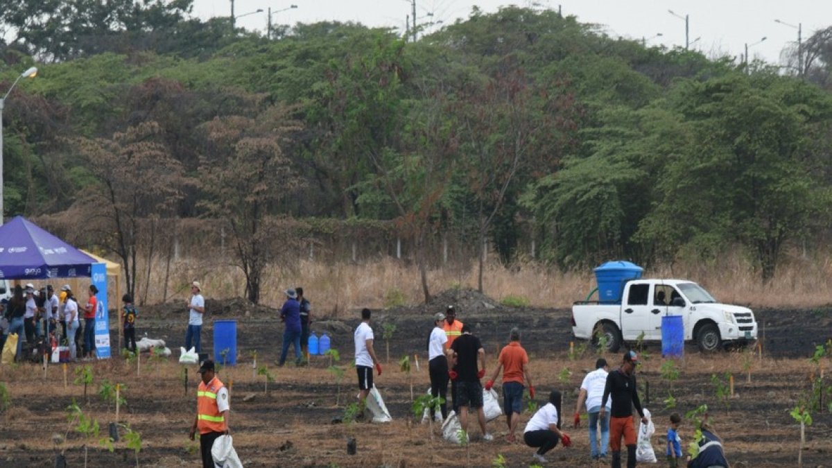 Una siembra se realizó en los últimos días en el área.