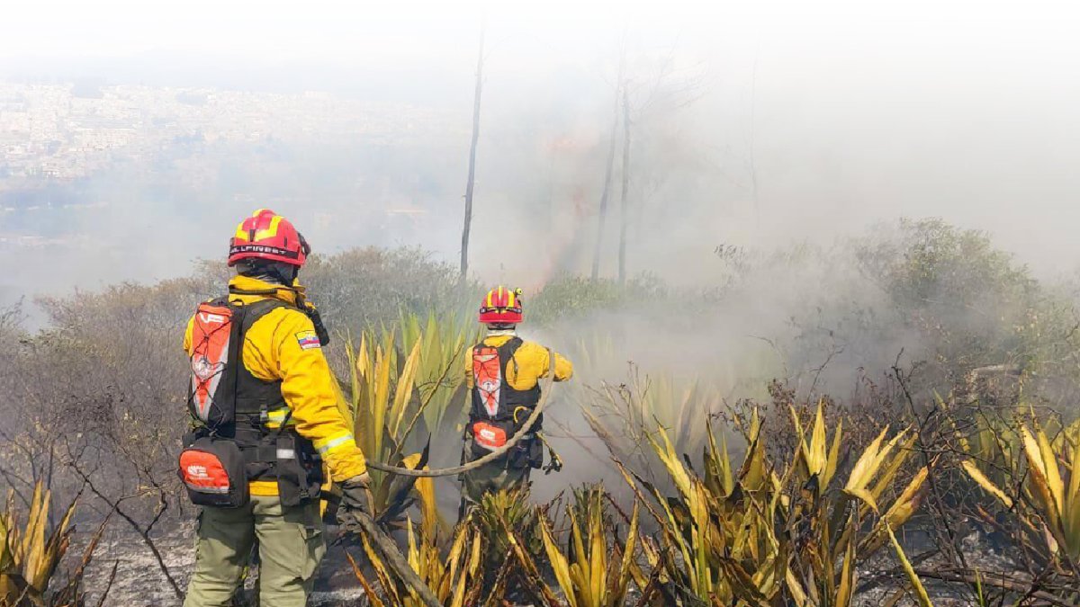 Tras los incendios forestales que afectó a Quito el Municipio iniciará con el plan de reforestación
