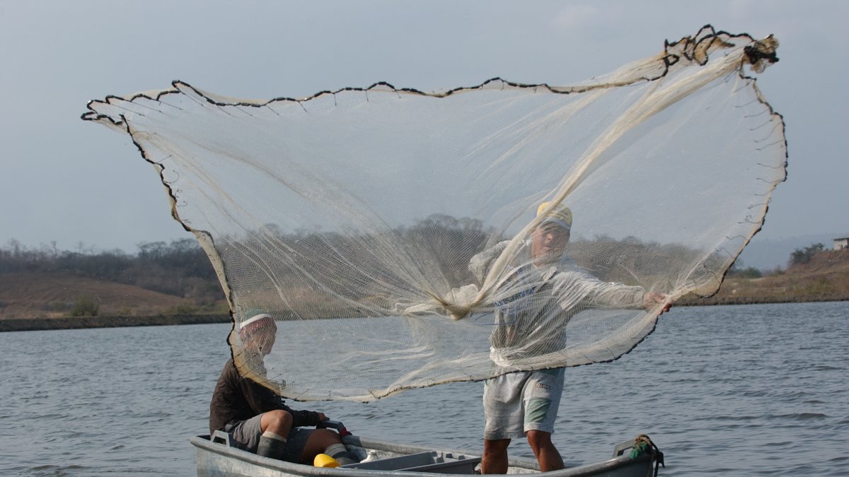 Producción. Una persona trabajando en una piscina de camarón.