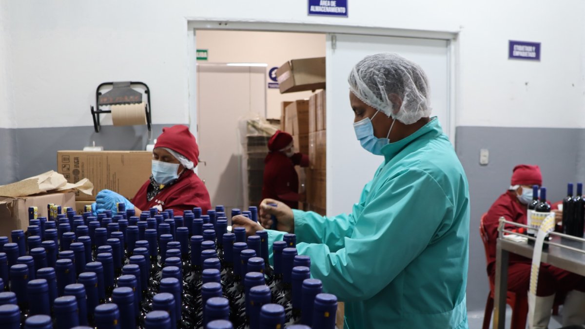 El proyecto de vino de mortiño es de sustento comunitario en Quinticusig.