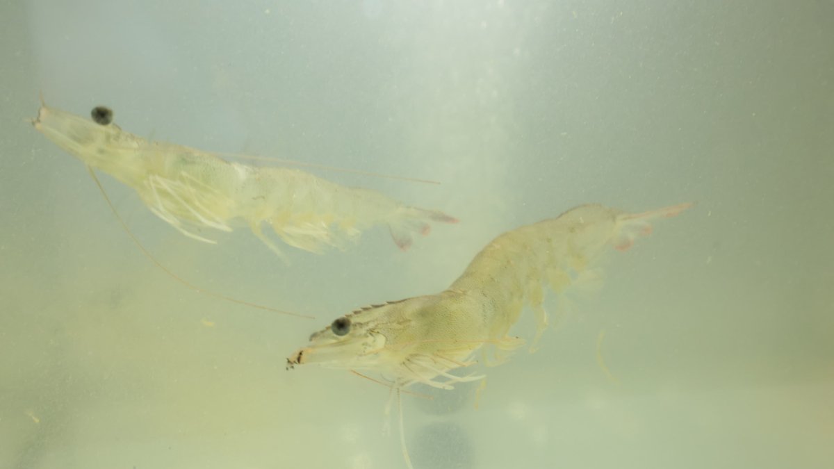 Evento. Uno de los camarones que se exponen en Aqua Expo 2024