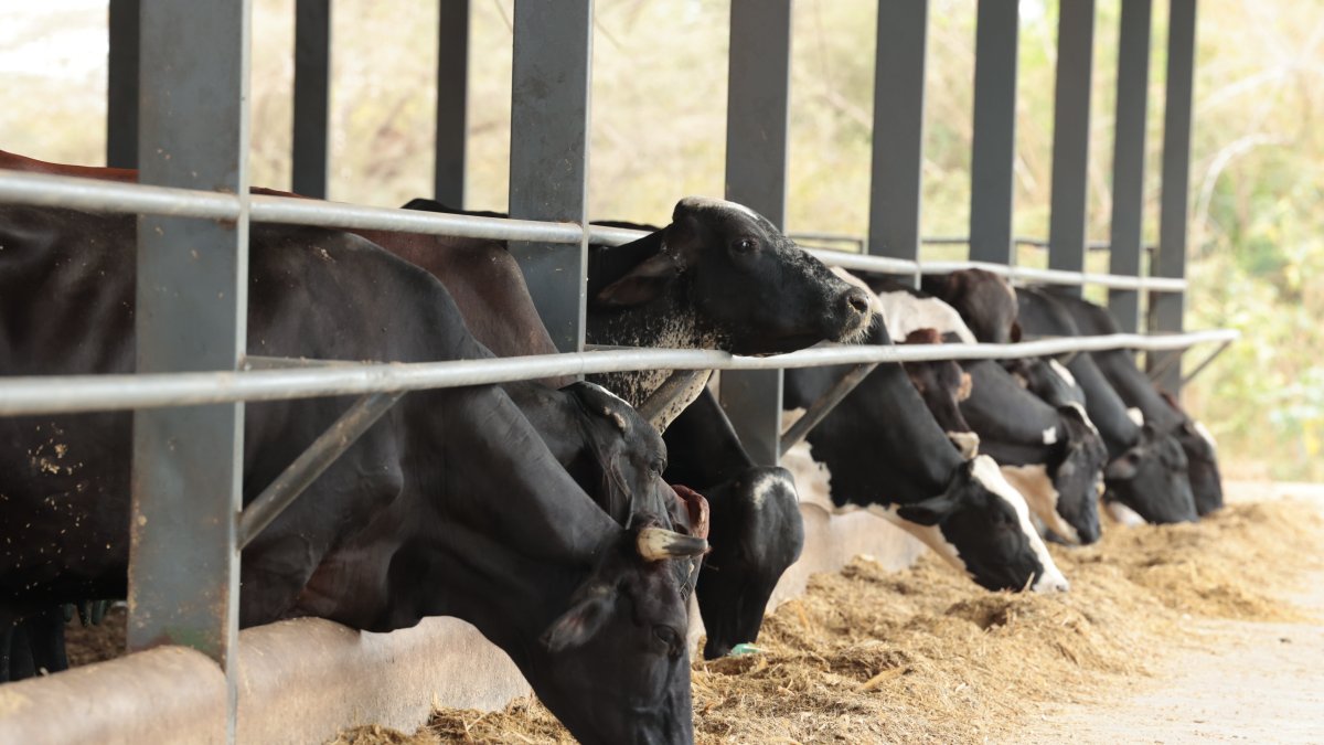 Ganado. Ecuador ha mejorado la genética de los animales, en la foto el ganado de la hacienda Mélida.