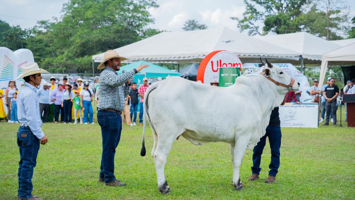 Concurso. Jueces analizan un ejemplar de las razas cebú, en Chone, provincia de Manabí.