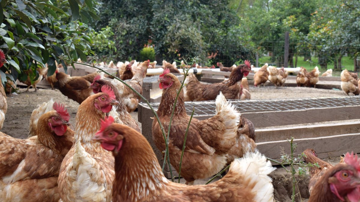 El trabajo informal es más común en el campo que en la zona urbana.