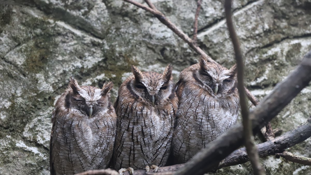 En Amaru Bioparque encuentras estas y muchas más especies de animales