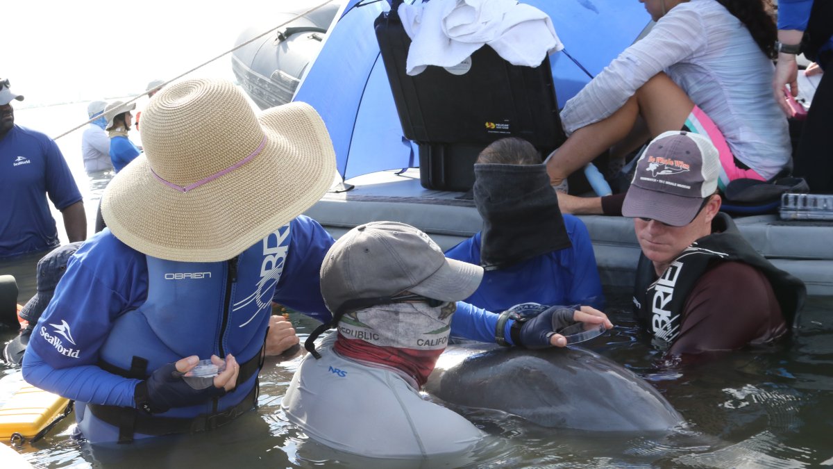 El equipo del estudio recoge el aliento exhalado de un delfín mular salvaje durante una evaluación sanitaria