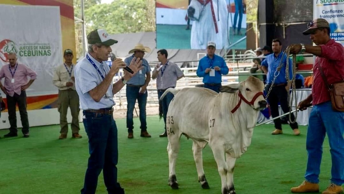 Feria. El juzgamiento de ejemplares en la ExpoCebú 2024 que se realiza en Chone hasta este domingo 27 de octubre de 2024.