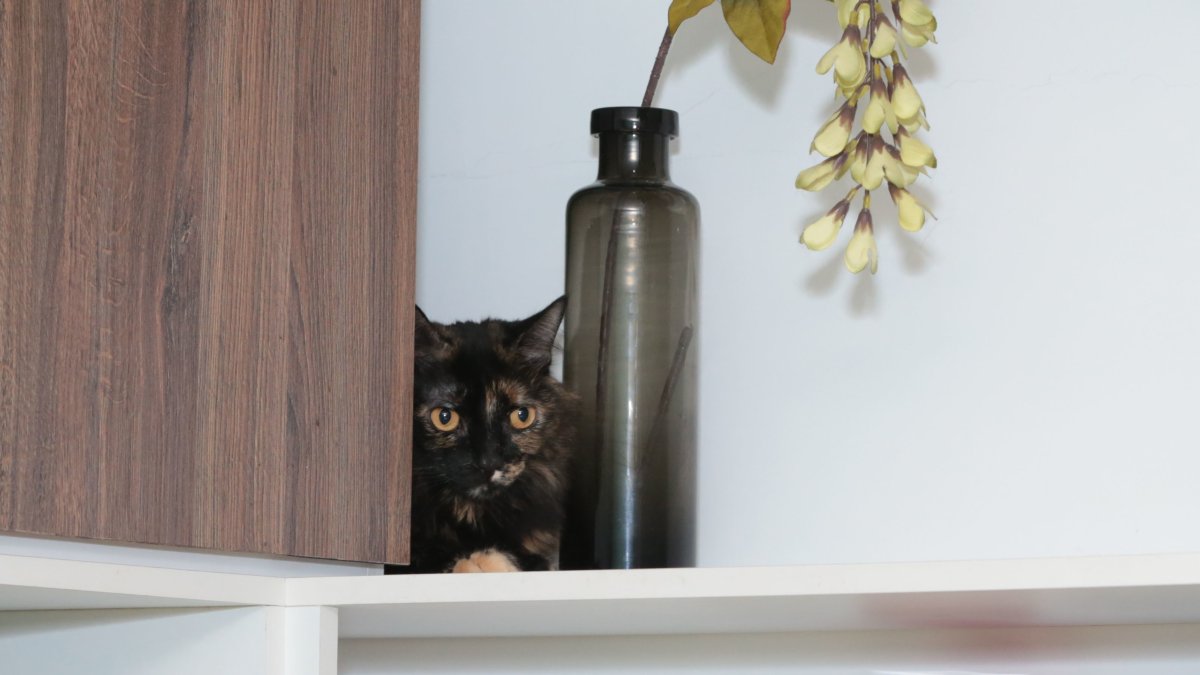 Los gatos domésticos son buenos acompañantes, pero si no se los cuida bien amenazan la biodiversidad local.