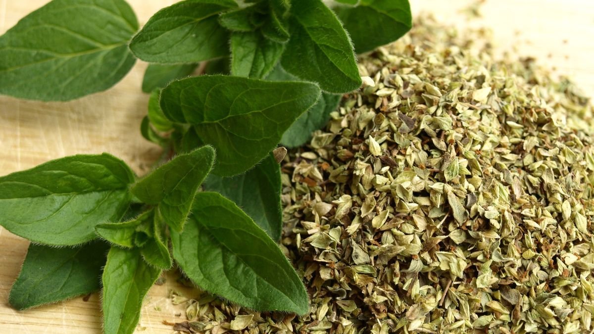 Estudios revelan que el orégano posee beneficios para nuestra salud.