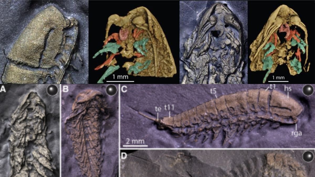 Un artrópodo del Ordovícico.