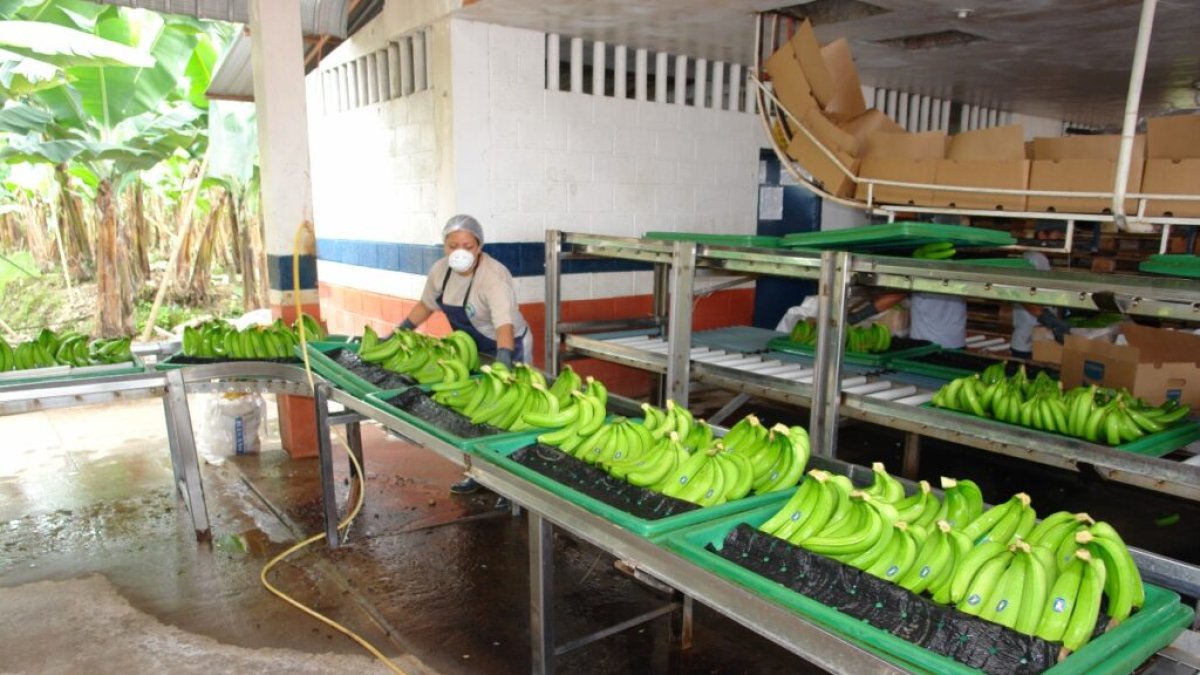 La caja de banano a exportar tiene un costo de $7, 25 para el año 2025
