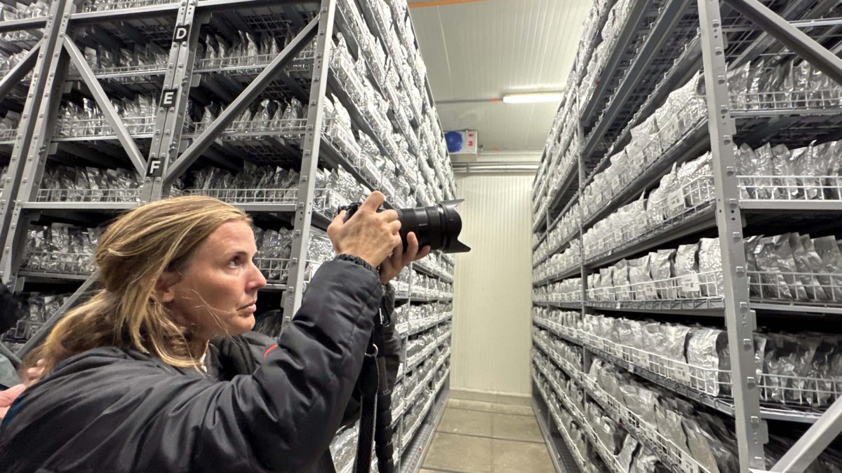 Científicos colombianos estudian semillas de pastoreo para reducir emisiones de ganadería