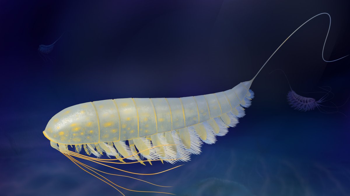 Reconstrucción de la vida de Lomankus edgecombei.