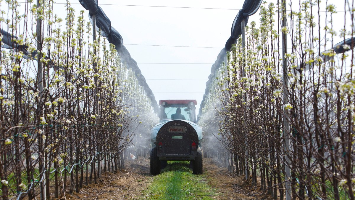 Un vehículo fumiga perales en un huerto de frutales, en una imagen de archivo.