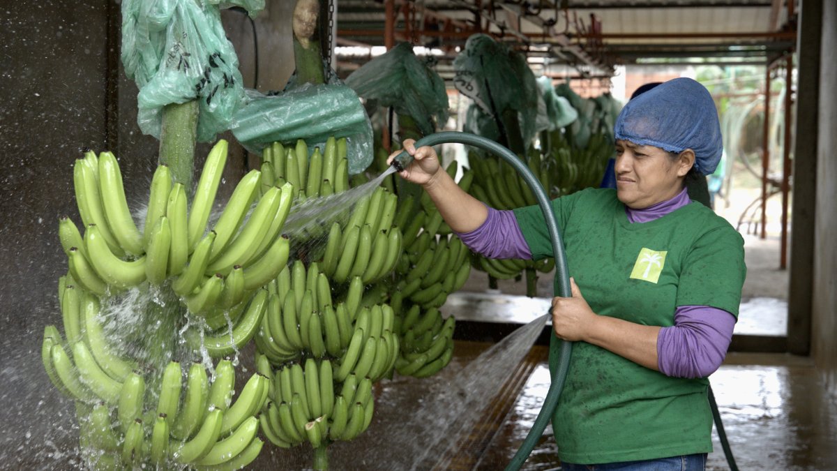 Producción. Una trabajadora lavando bananos en la Hacienda Celia María.