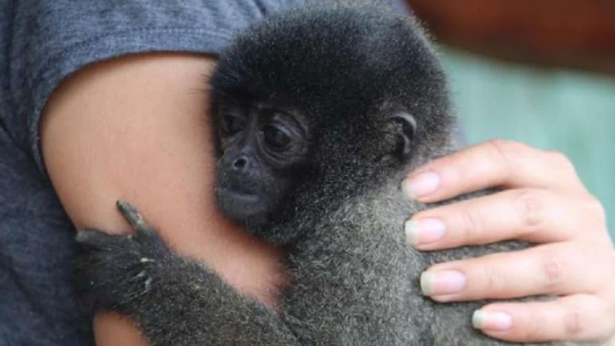 Esta es la una imagen referencial del mono lanudo que fue rescatado por las autoridades, según detalló la Fiscalía.