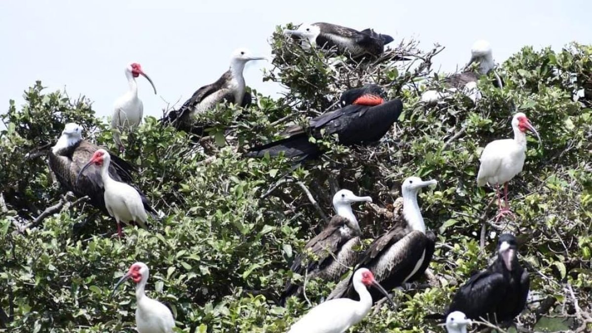 El Morro es el escenario de un avistamiento de aves migratorias. Cada año se suman más. 

AG- EXTERNO
