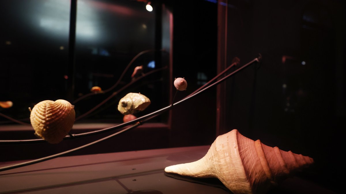 Fotografía donde se observan caracolas de la exposición 