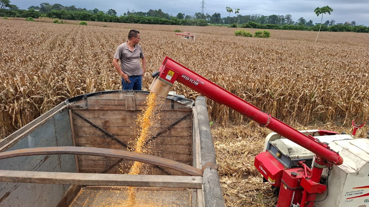 Campo. La cosecha del maíz en una hacienda de Ecuador.