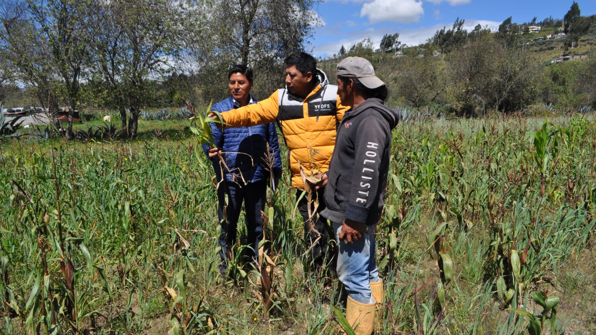 En la parroquia Poaló los habitantes muestran como la sequia afectado a sus cultivos.