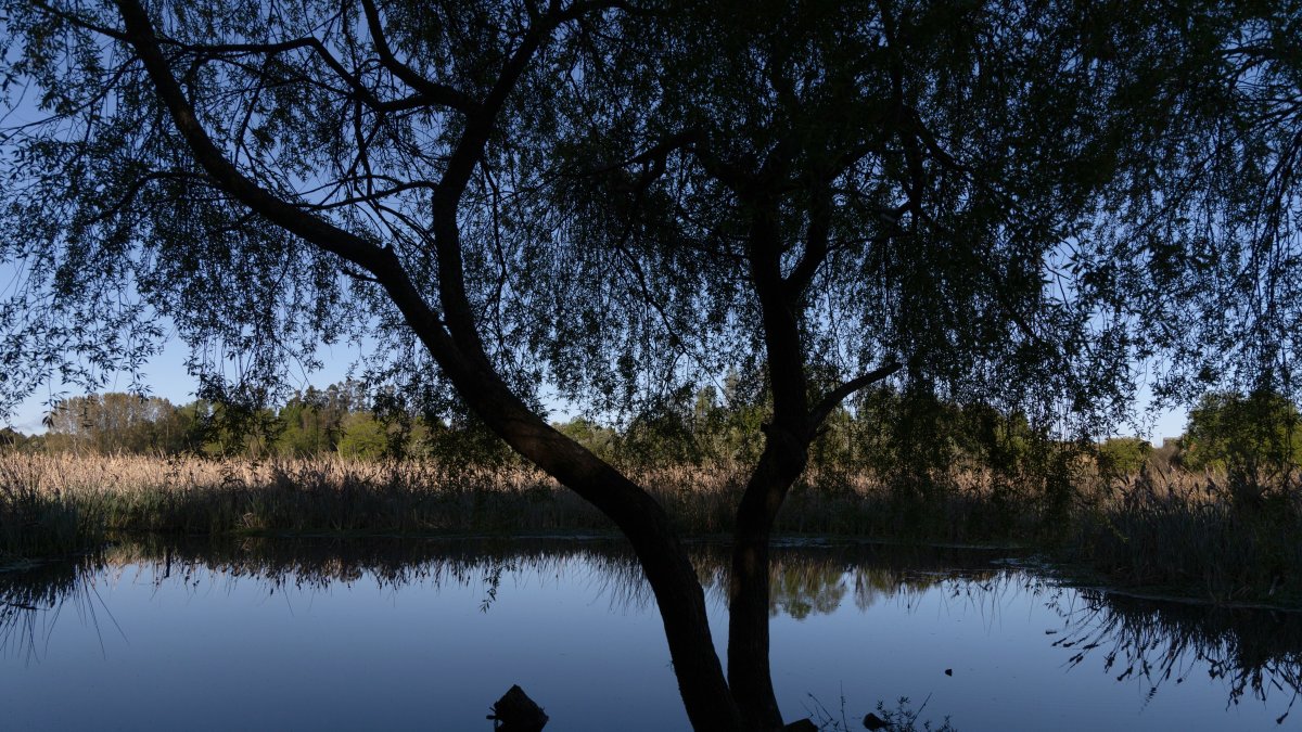 Fotografía del humedal Angachilla, en la ciudad de Valdivia, región de Los Ríos (Chile). 