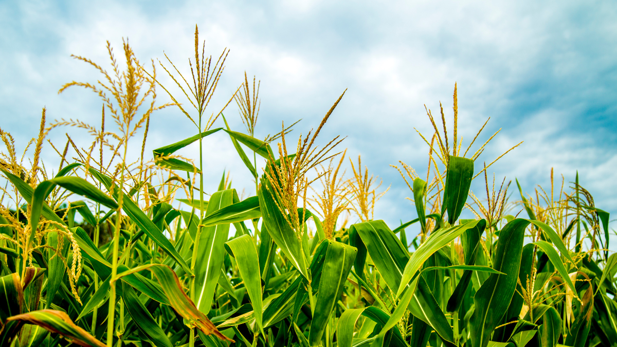 Referencial de una cosecha de maíz.