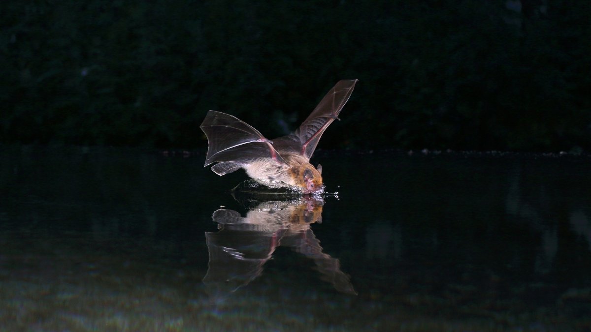 Se revela que los murciélagos tienden a volar cerca de las zonas donde exista una información acústica más rica.