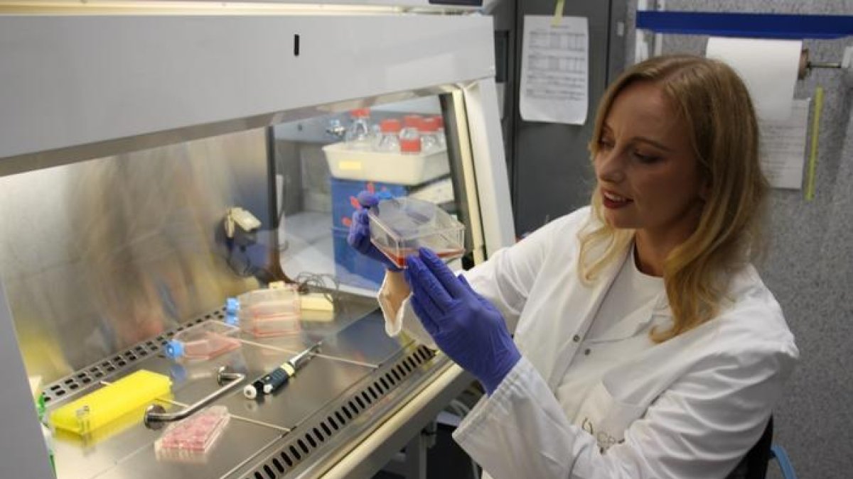 La investigadora Malgorzata Rogalska estudia cultivos celulares en el Centro de Regulación Genómica de Barcelona.