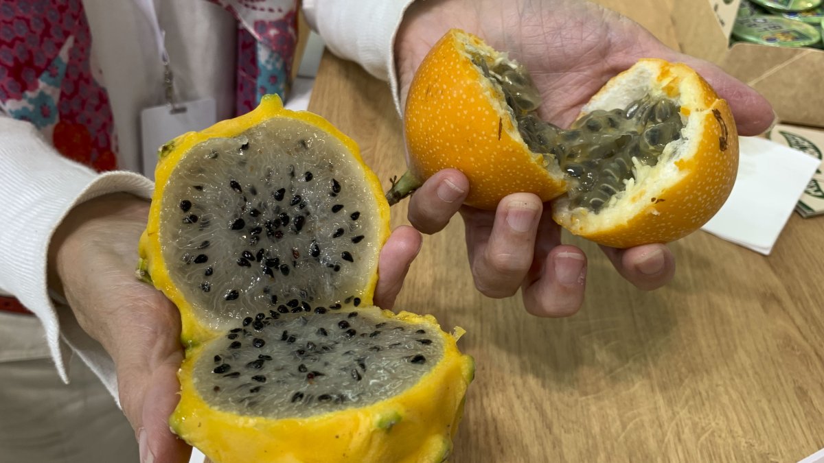 Fruta.- Pitaya amarilla y granadilla se exponen en la feria de China