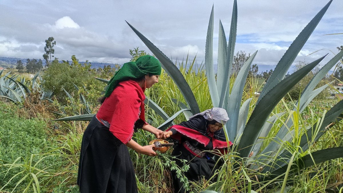 La bebida ancestral de los salasakas se convirtió en un festival.