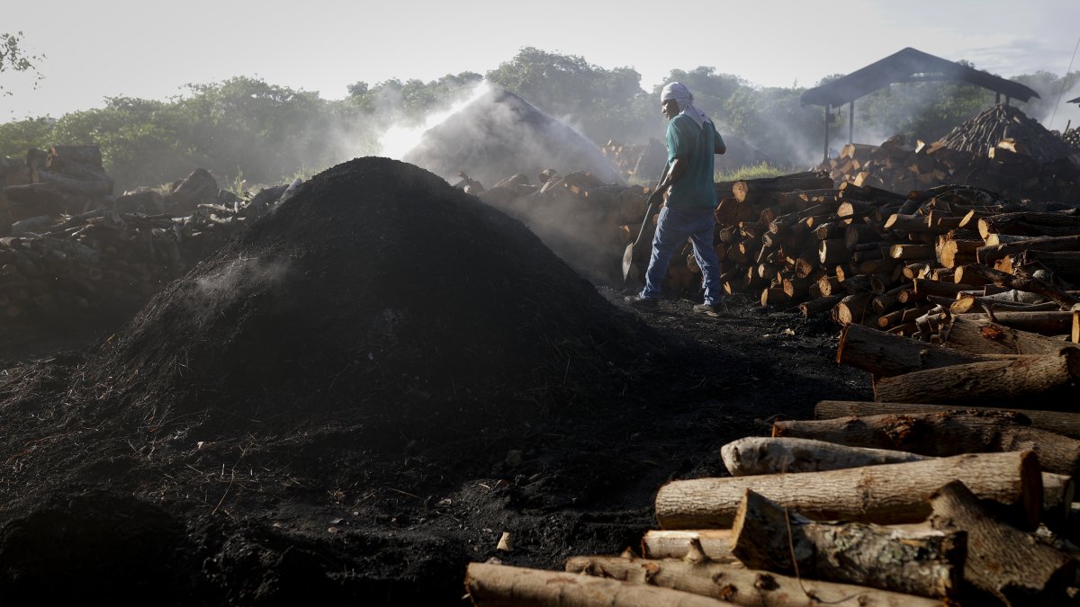 Labor. El corte y la quema de este árbol de manglar para el carbón, ha intentado en los últimos años adquirir conciencia ambiental en Panamá.