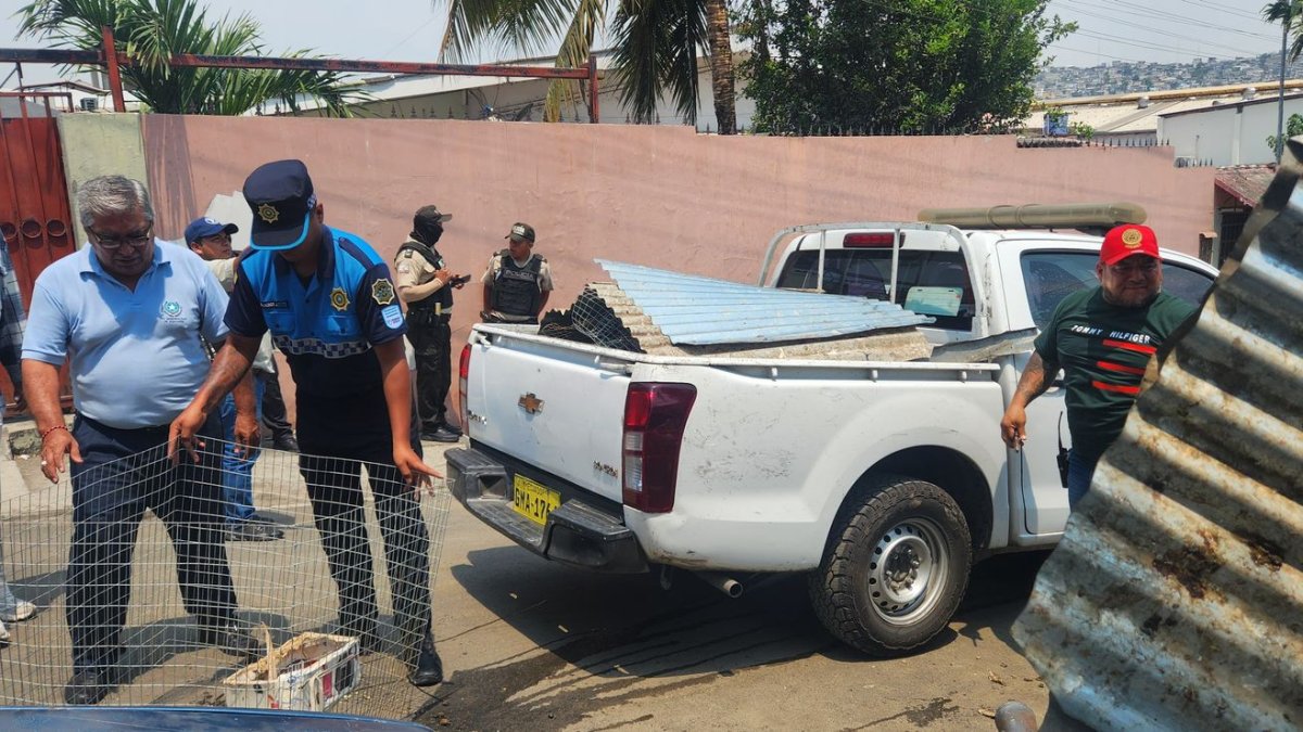 Instante en el que las aves fueron rescatadas por el Cabildo para ser revisadas y devueltas a su hábitad, tras su recuperación.