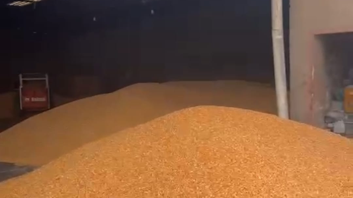 Bodega. El maíz que se está cosechando en estos días.