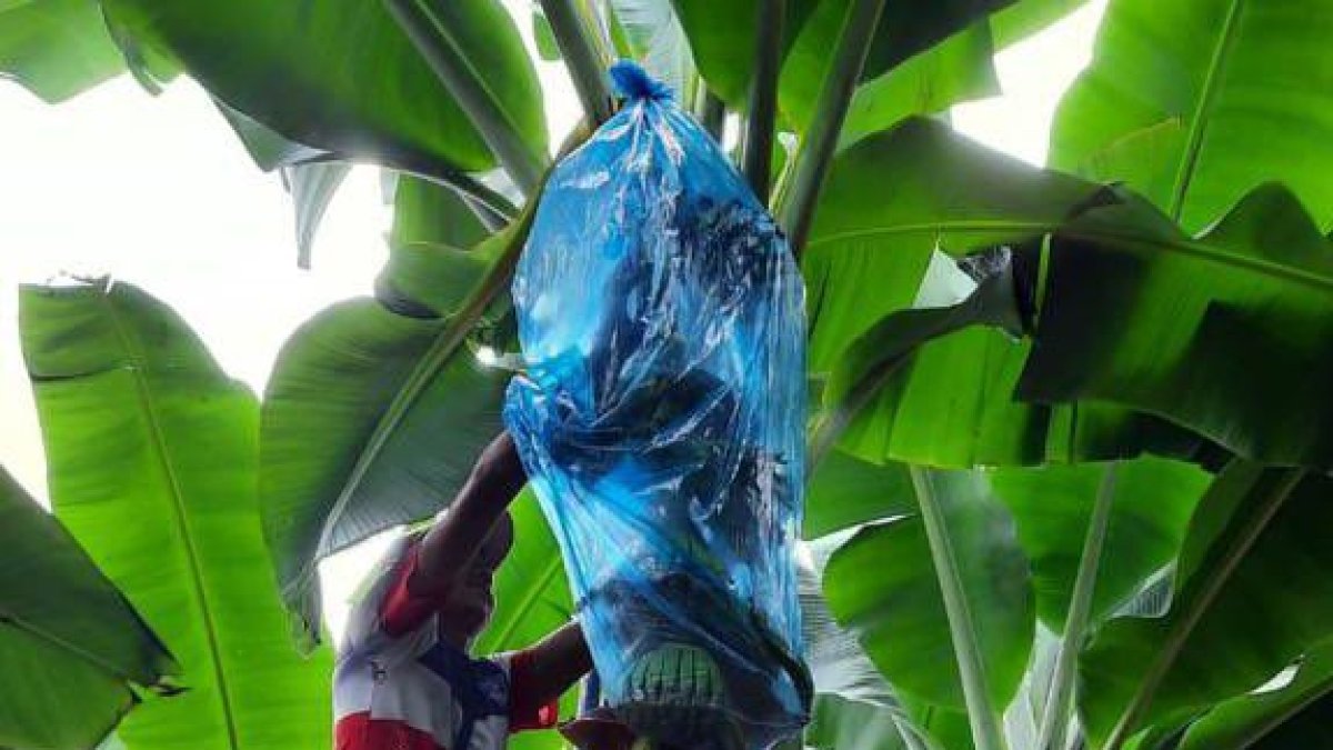 La evaluación del avance del moko bacteriano se realizan semanalmente.