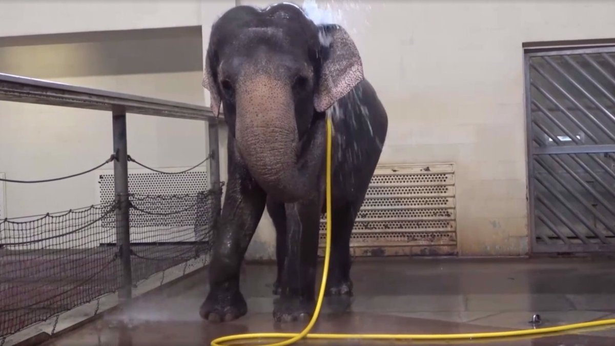 Un estudio encabezado por la Universidad Humboldt (Alemania), destaca la notable habilidad de estos paquidermos para usar una manquera como cabezal de ducha flexible.