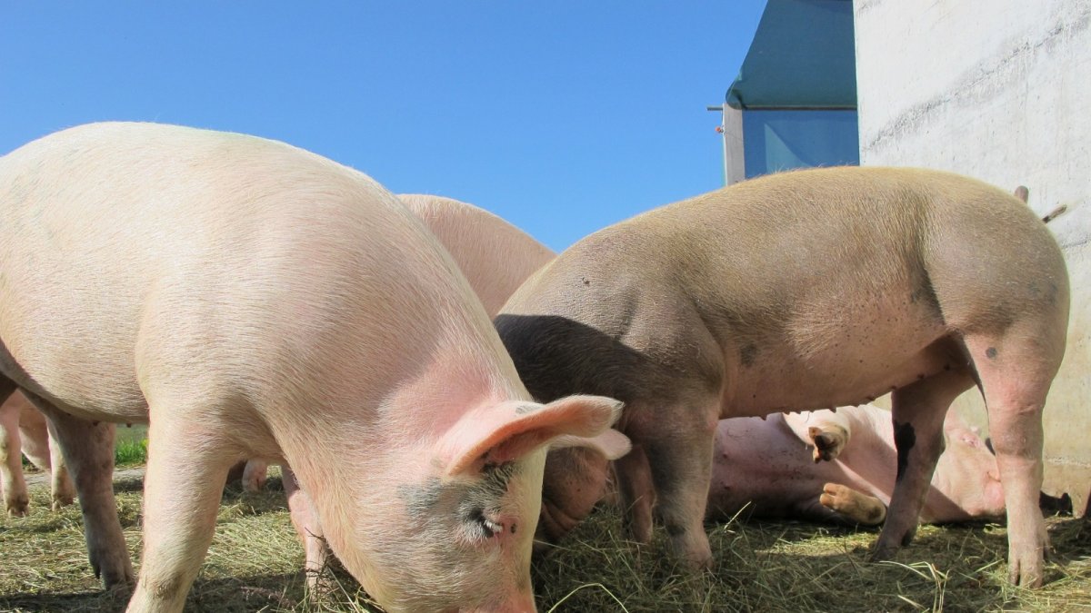 El sector porcícola sería afecatdo por Acuerdo con Canadá.