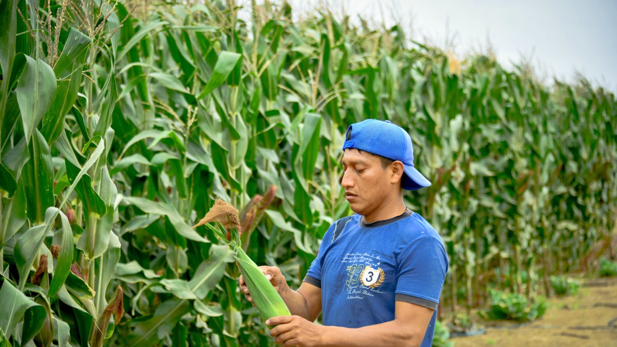 Hacienda. La cosecha del maíz en la provincia de Santa Elena.