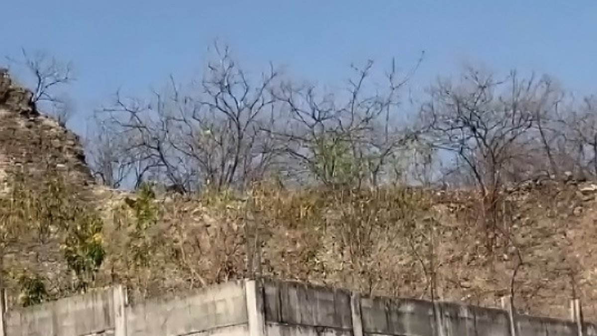 En lo alto de ese cerro, según el video grabado, se observó al puma en la zona de vía a la costa.