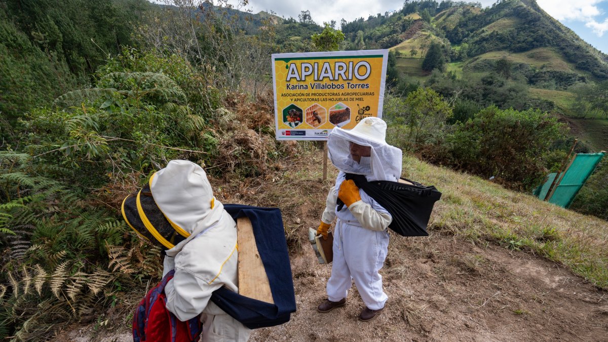 Mujeres de la asociación de apicultores caminan cerca del colmenar de uno de sus miembros, en Chilal de La Merced, en la región rural de Cajamarca.