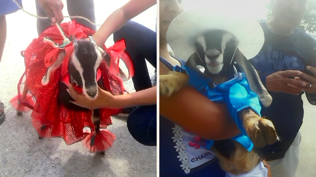 Las familias le miden las vestimentas a las cabras para el desfile.