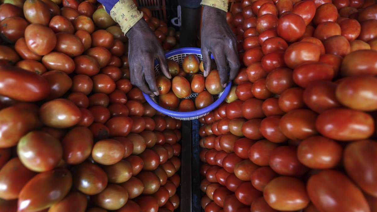 En la imagen de archivo, un vendedor coloca tomates en una frutería de Mira road, a las afueras de Bombay, la India.
