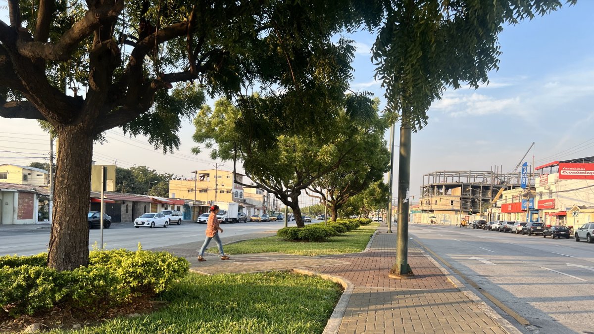 Árboles. El parterre goza de grandes árboles y de césped, poco arbusto. Al final de esta zona está el Área Nacional de Recreación Los Samanes o también conocido como Parque Samanes.