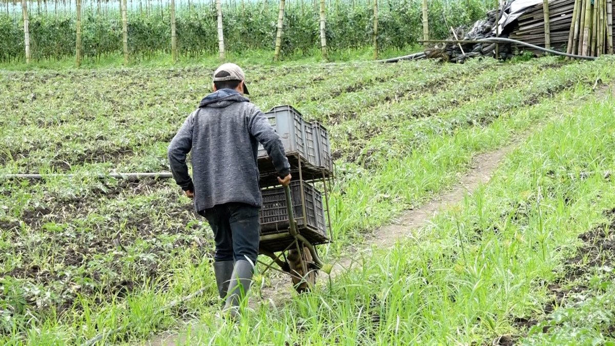 Labor. El trabajo en el campo no atrae a los jóvenes, por la falta de atención de los gobiernos.