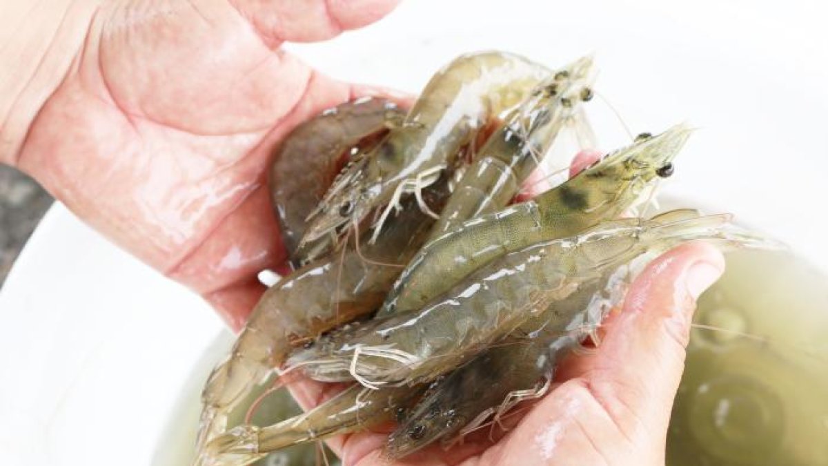 Comercio. Ecuador produce el mejor camarón del mundo.