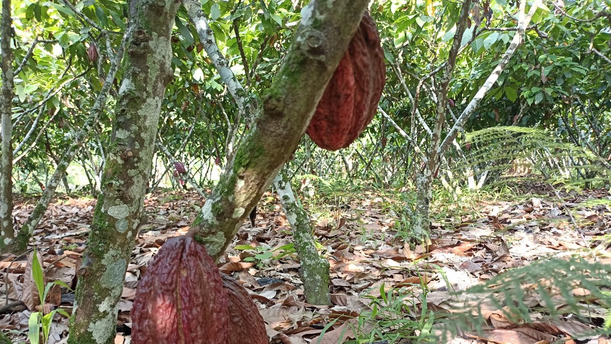 El precio del cacao ecuatoriano se calcula tomando como base el valor de la tonelada con entrega futura en diciembre en la bolsa de Nueva York.