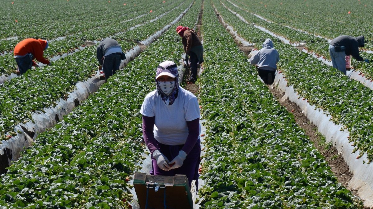 Trabajadores migrantes cosechan fresas en una granja el 13 de marzo de 2013 cerca de Oxnard, California.