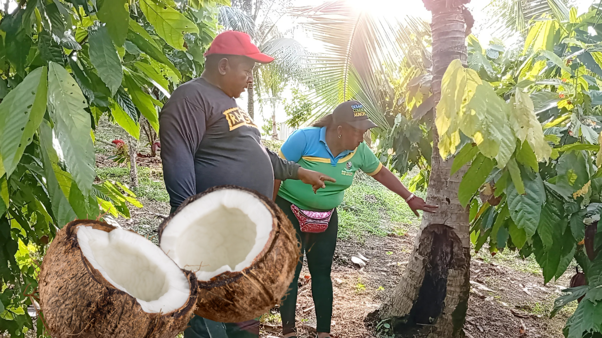 Los productores muestran cómo la plaga termina con las palmas de coco.