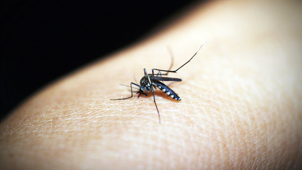 Jején, insecto transmisor del virus Oropouche.